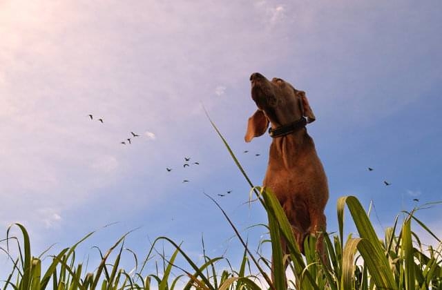 Totino Addestramento E Pensione Per Cani